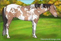 Horse Color:White Spotted Sable Champagne Tobiano 