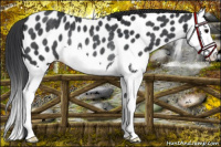 Horse Color:Black Splash Near Leopard Rabicano 