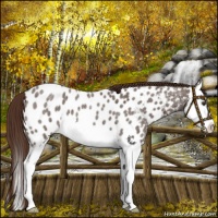 Horse Color:Liver Red Roan Splash Appaloosa 