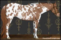 Horse Color:White Spotted Red Roan Appaloosa Rabicano 