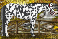 Horse Color:Black Appaloosa 