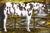 Horse Color:Brown Tobiano Appaloosa