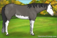 Horse Color:Grullo Splash 