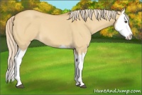 Horse Color:Palomino Dun Splash 