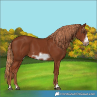Horse Color:Chestnut Frame 
