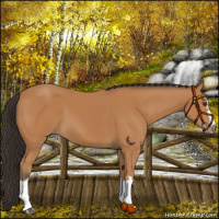 Horse Color:Bay Splash Frame