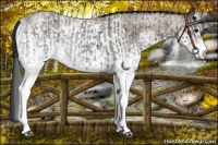 Horse Color:White Spotted Blue Roan Rabicano  and White Spotted Bay Roan Rabicano 