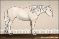 Horse Color:Gold Cream Champagne Pearl 