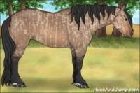 Horse Color:Bay Dun  and Bay Dun 