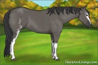 Horse Color:White Spotted Grullo