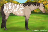 Horse Color:Bay Dun Appaloosa 