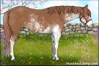 Horse Color:Chestnut Sabino