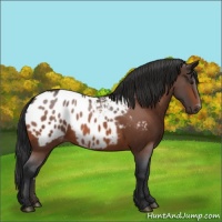 Horse Color:Brown Roan Appaloosa