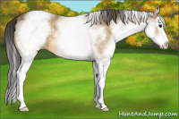 Horse Color:White Spotted Buckskin Splash