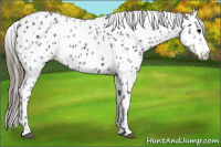 Horse Color:Smoky Blue Roan Splash Appaloosa