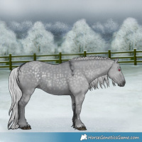 Horse Color:Silver Grullo Chinchilla 