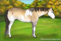Horse Color:Buckskin Onyx Splash 