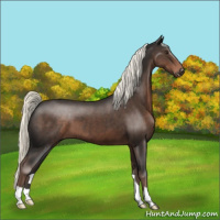 Horse Color:Liver Chestnut Mushroom 