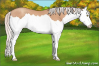 Horse Color:Silver Amber Champagne Splash 