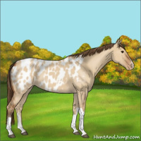 Horse Color:Bay Dun Appaloosa 