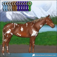 Horse Color:White Spotted Chestnut 