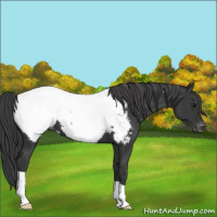 Horse Color:Black Appaloosa 