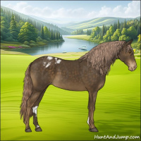 Horse Color:Chocolate Palomino Appaloosa 