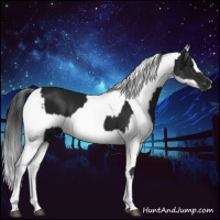 Horse Color:Gray White Spotted Black Tobiano  and Gray White Spotted Black Splash 