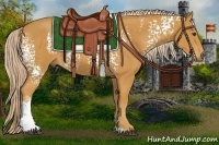 Horse Color:White Spotted Palomino 