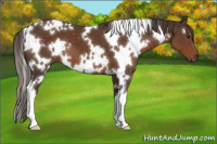 Horse Color:White Spotted Liver Chestnut 