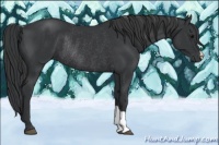 Horse Color:Black Rabicano 