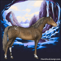 Horse Color:Chocolate Palomino Appaloosa 