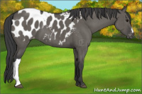 Horse Color:Grullo Appaloosa Brindle 