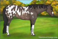 Horse Color:Brown Dun Appaloosa Brindle