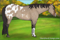 Horse Color:Bay Dun Appaloosa Brindle 