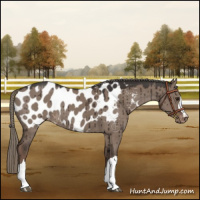 Horse Color:Liver Red Dun Mushroom Appaloosa Brindle