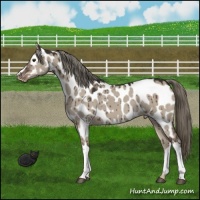 Horse Color:Liver Red Dun Mushroom Appaloosa Brindle