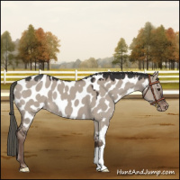 Horse Color:Liver Red Dun Mushroom Appaloosa 