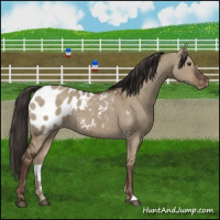 Horse Color:Liver Red Dun Blanket Brindle 
