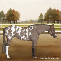 Horse Color:Liver Red Dun Mushroom Appaloosa Brindle