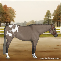 Horse Color:Liver Red Dun Mushroom Appaloosa Brindle