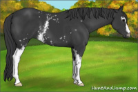 Horse Color:White Spotted Black 
