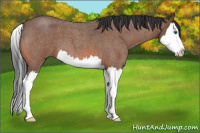 Horse Color:Bay Roan Splash 