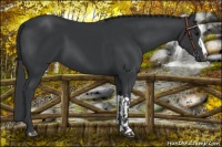 Horse Color:Black and Black