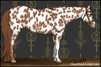 Horse Color:Chestnut Near Leopard 