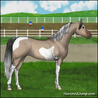 Horse Color:Brown Dun Tobiano 
