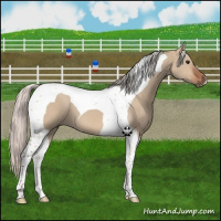 Horse Color:Silver Bay Dun Tobiano 