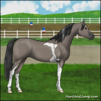 Horse Color:Grullo Tobiano 