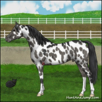 Horse Color:Grullo Appaloosa Brindle 
