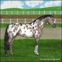Horse Color:Brown Dun Appaloosa 